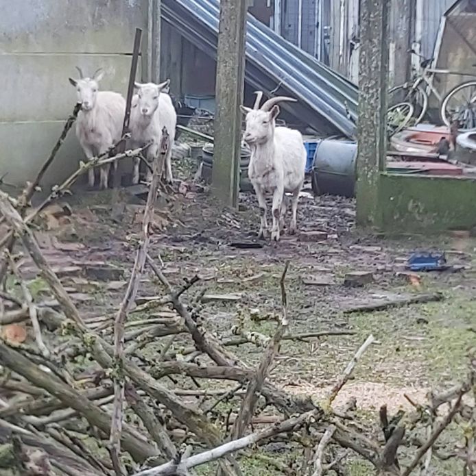 4 geiten werden gered; 8 overleefden de verwaarlozing niet.