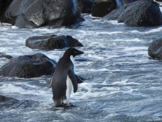 Pinguïn legt 3.000 km af en spoelt verzwakt maar levend aan op Nieuw-Zeelands strand