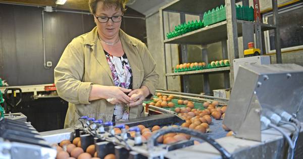 Ophokplicht: Twentse kipjes blijven 'heel verstandig' binnen | Borne - Tubantia