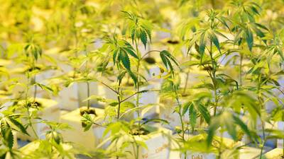 Nieuwe kabinet wil overheidswietje