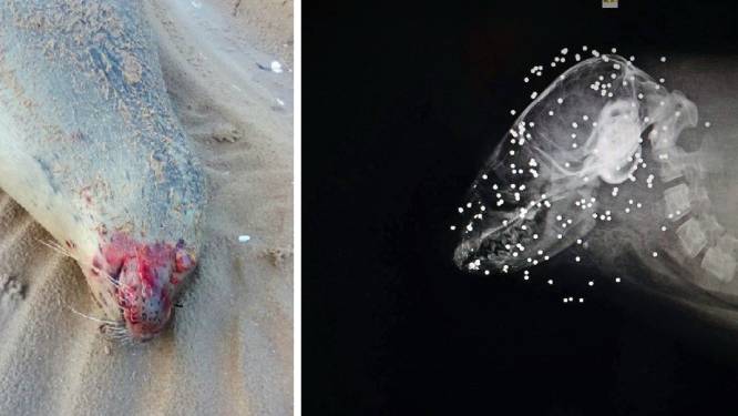 Drie vermoorde zeehonden aangetroffen in Noord-Frankrijk, maar niemand weet wie de daders zijn