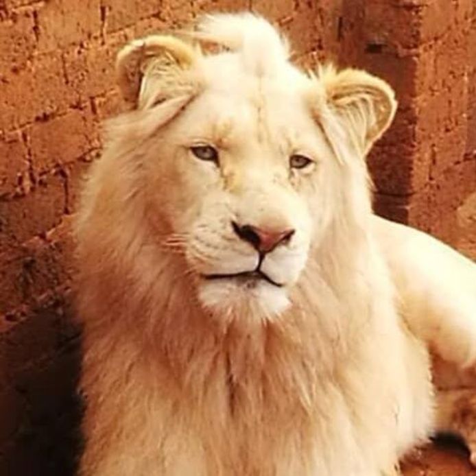 Facebook - Mufasa the White Lion