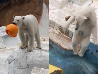 Dierentuinbezoekers kunnen hun ogen niet geloven: ijsbeer doet bommetje in het water