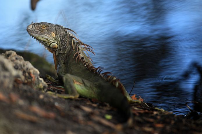 Een leguaan warmt zich in de zon. Door het subtropische klimaat gedijen de dieren goed in Florida