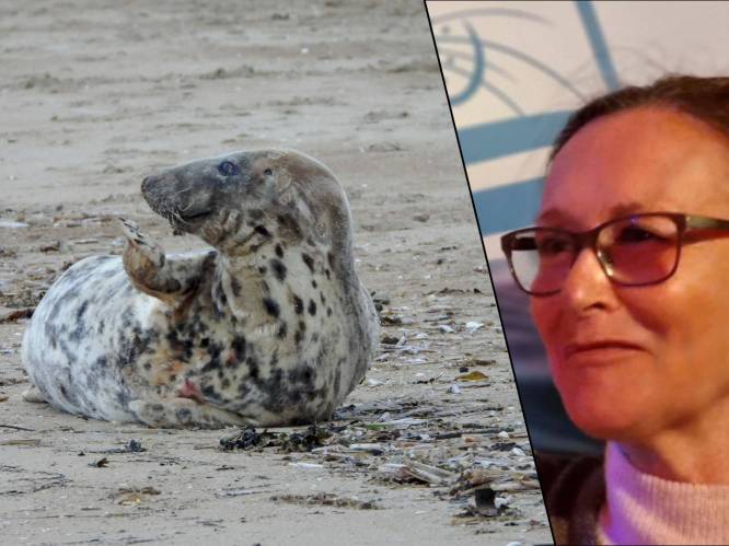 Zwangere (?) zeehond spoelt aan op het strand: “We zagen haar persen. Dit had een primeur voor onze kust geweest”