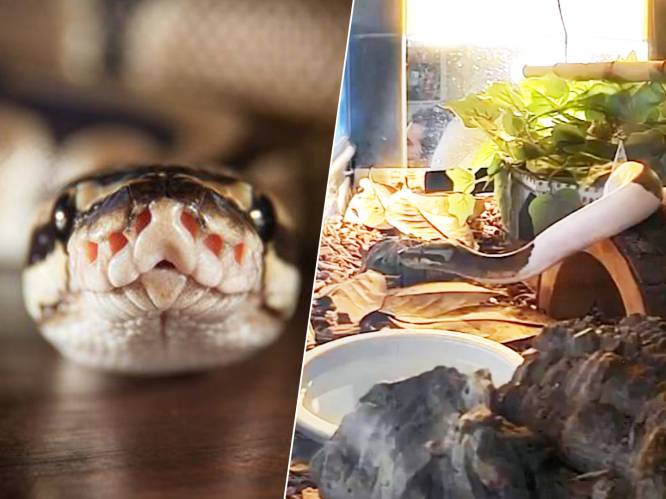 Hilarische beelden van python Monty die indrukkende scheet laat