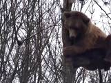 Dappere beer klimt in metershoge boom in Pairi Daiza, maar moet dan toch even pauzeren