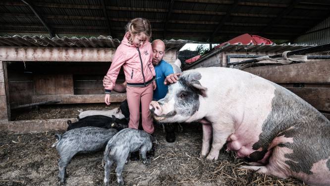 Liemerse varkensboeren laten hun dieren zien: ‘In Spanje vinden ze dit onzin’