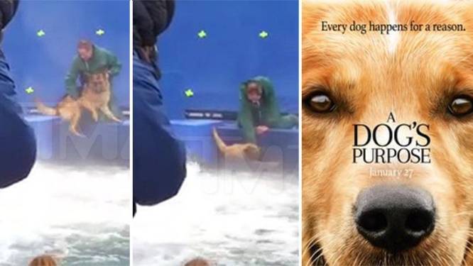 Hond in wildwaterbad gedwongen op set Hollywoodfilm