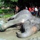 Indiase olifant overleden na tocht van 1000 kilometer in regenstroom