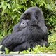 Ontsnapte aap kijkt samen met bezoekers naar show in Nederlandse dierentuin