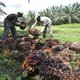 WNF: gebruik duurzame palmolie kan veel beter