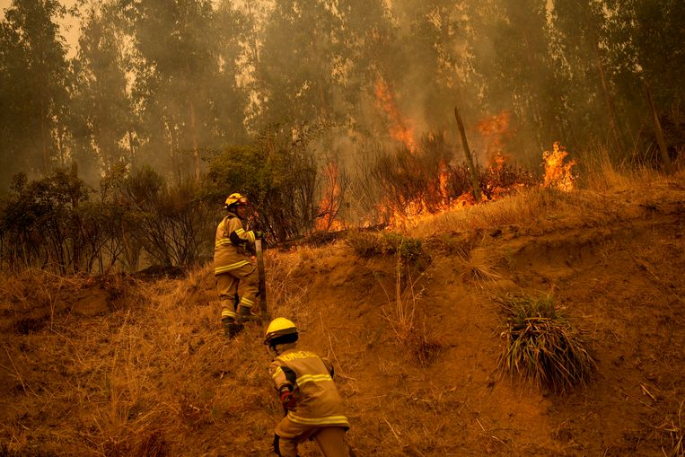 Brandweermannen proberen een bosbrand te bedwingen bij Nacimiento. Beeld AP