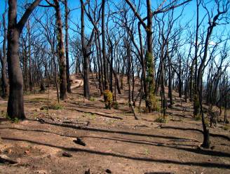20 procent van Australische bossen vernietigd door recente bosbranden