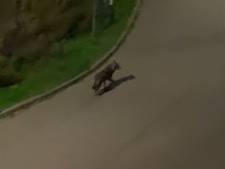 Wolf loopt midden op straat in Lage Zwaluwe, bewoner staat oog in oog: ‘Zou nu geen schapenboer willen zijn’