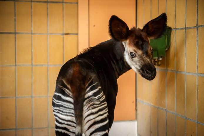 Xandor is de jongste telg van de okapifamilie in ZOO Antwerpen.