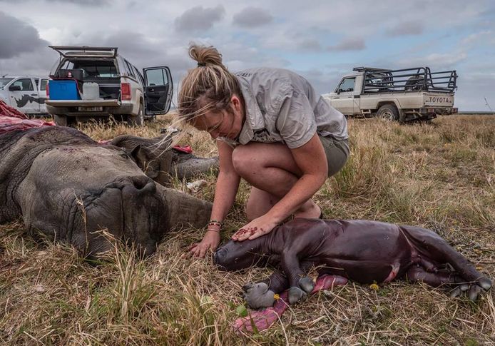 Een dierenarts bij de gedode neushoorn en haar ongeboren kalfje.