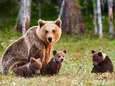Pientere beren passen gedrag aan nieuwe wetgeving aan zodat ze uit vizier van jagers blijven in Scandinavië