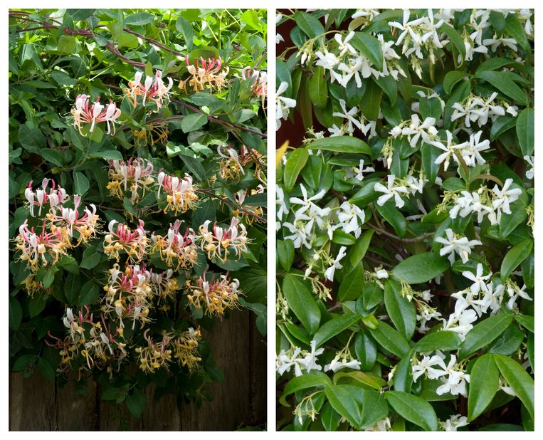 Deze klimplanten natuurlijke tuin en balkon