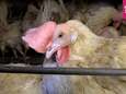 Advocate kippenbedrijf Wingene: "Ten vroegste vanavond beslissing"
