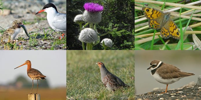 Enkele dier- en plantensoorten die in Zeeland onder druk staan.