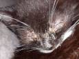 Tientallen ernstig zieke katten en kittens in woning Roosendaal: ‘Twee kittens ternauwernood nog in leven’