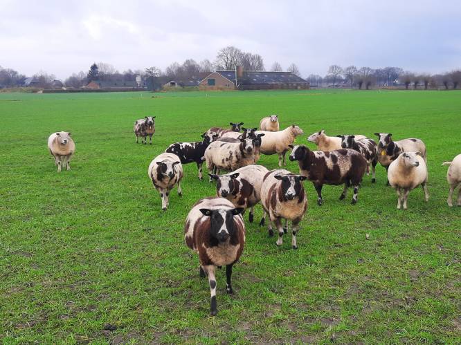 Ingehuurde schapen proeven alvast van nieuw landschapspark in Heesch