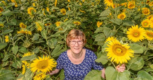 Beckumse zonnebloemen voor de Zonnebloem