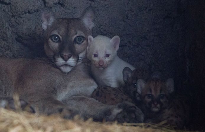 Mother with her young.