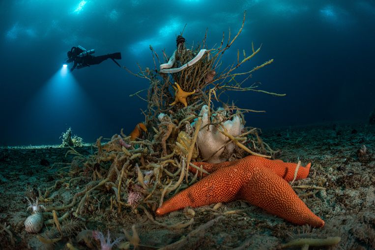 ‘Under Antarctic ice’: Laurent Ballesta dook onder het vriespunt om de enorme diversiteit van het leven onder het ijs van Antarctica te onthullen. Zijn expeditie naar Antarctica vergde twee jaar planning, een team van deskundige duikers en speciaal ontwikkelde uitrusting. Beeld Laurent Ballesta, Wildlife Photo