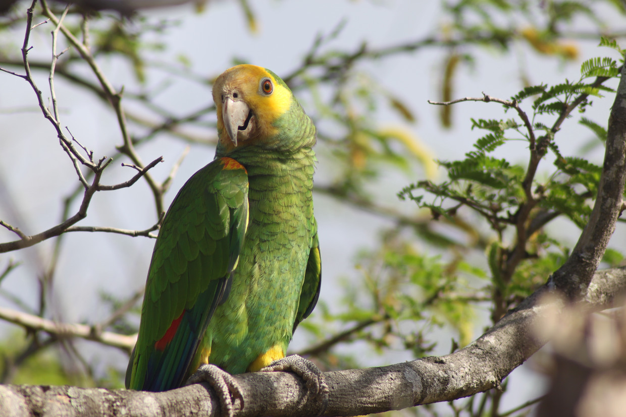 De zeldzame lora papagaai nestelt op de  voormalige plantage Bolivia, Bonaire. Beeld Quirijn Coolen