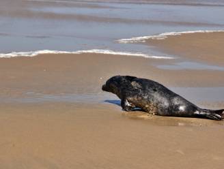 Zeehond Zytha is vrijgelaten in Middelkerke