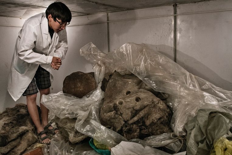 Een vriezer van het Mammoet Museum in Jakoetsk waar wetenschappers overblijfselen van mammoeten bewaren. Die restanten zijn tienduizenden jaren bewaard gebleven in de permafrost. Beeld Yuri Kozyrev/Noor