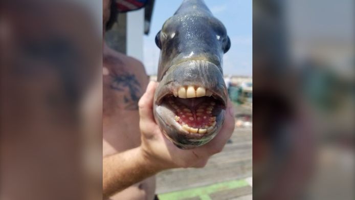 Un poisson sheepshead.