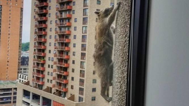 Un raton laveur escalade un immeuble de 25 étages