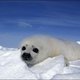 Gaia wil Europees verbod op producten gemaakt van zeehond