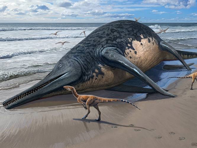 Fossielen die door 11-jarig meisje gevonden werden aan Britse kust blijken van grootste zeereptiel ooit