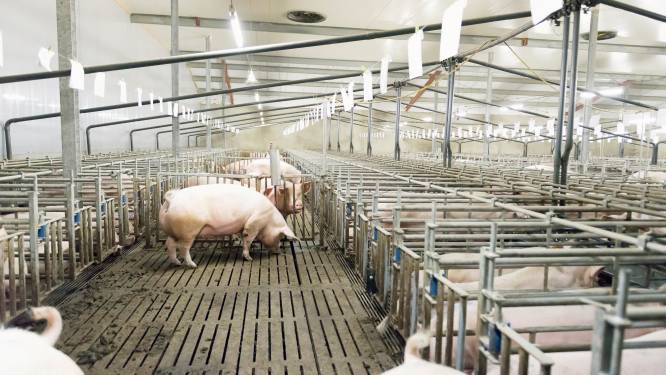 Minister verslikt zich weer in stikstofmaatregel: opkopen varkensbedrijven levert veel minder op