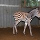 Bellewaerde verwelkomt babyzebra