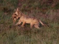 Wild plan: zet wolven uit op Veluwe als middel tegen schade door zwijnen en herten