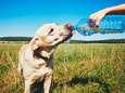 “We houden onze adem in bij dit weer”: dierenarts geeft tips om je huisdieren te beschermen tegen de hitte