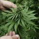 Bejaarde cannabiskweker (73) aangehouden