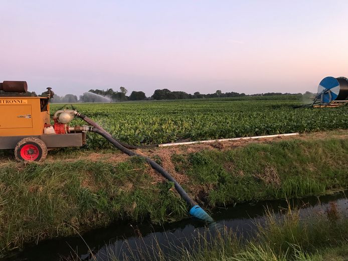 Boeren Mogen Slootwater Niet Meer Onbeperkt Gebruiken | Maasland |  Gelderlander.Nl