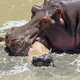 Plantenetend nijlpaard eet soms een lapje vlees