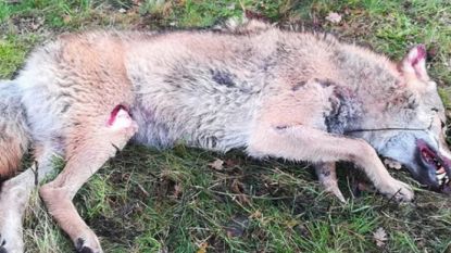 Dood dier in Nederland was een wolf en ze duiken alsmaar vaker op in Europa