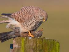 Het is extra aanpoten bij Vogelrevalidatiecentrum Zundert: 50 tot 100 zieke dieren per dag