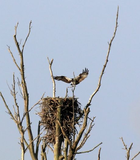 Het broedsucces van een stel magnifieke roofvogels: Biesbosch voelt steeds meer als ‘thuis’ voor de arend