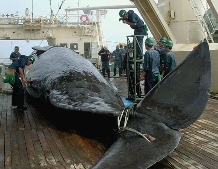 Archieffoto van een walvis die in 2000 werd gevangen door een groep Japanse wetenschappers.