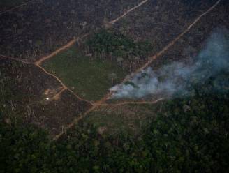 Triest record: ontbossing Braziliaans Amazonegebied in jaar 22 procent gestegen