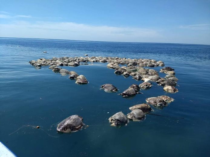 300 dode warana-zeeschildpadden drijven in de zee bij het Mexicaanse Barra de Colotepec. Ze waren verstrikt geraakt in een illegaal visnet.